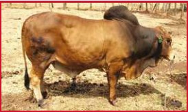 ani-0.43006100 1769149243.jpg