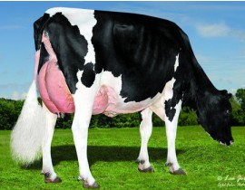 ani-0.46194500 1765370945.jpg