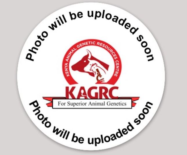 ani-0.51228100 1772023597.jpg